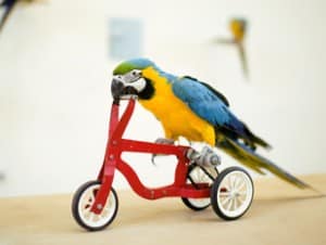 Parrot on bike e1401006321726