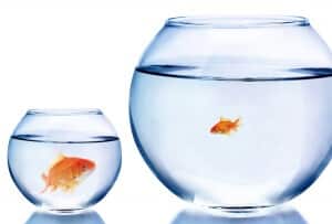 Small Large Comparison Fish Too Small Goldfish Fishbowl. Envy can drive poor KPI choices