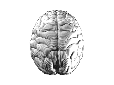 Etching of a brain - plan view