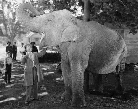 Vintage picture of an elephant - metaphor for long term memory